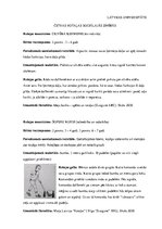 Referāts 'Četras rotaļas sociālajās zinībās', 1.