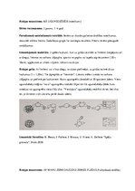 Referāts 'Četras rotaļas sociālajās zinībās', 2.