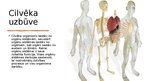 Prezentācija 'Cilvēka uzbūve', 2.