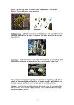 Konspekts 'Bioindikatori', 2.