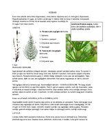 Konspekts 'Kosas', 1.