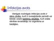 Prezentācija 'Shigella - dizentērijas baktērija', 8.