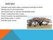 Prezentācija 'Āfrikas augi', 8.