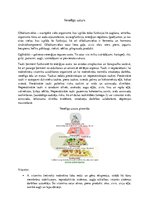 Konspekts 'Veselīgs uzturs', 1.