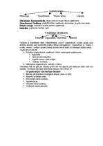 Konspekts 'Vadības teorija', 1.