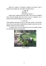 Referāts 'Kulta vietas Latvijā', 15.