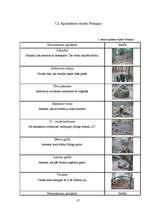 Referāts 'Kulta vietas Latvijā', 27.