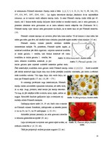 Referāts 'Zelta griezums', 10.