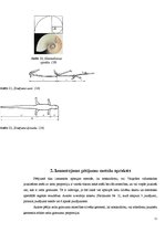 Referāts 'Zelta griezums', 11.