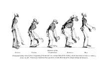 Eseja 'Cilvēka evolūcijas teorija', 3.