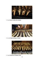 Diplomdarbs 'Uzņēmuma "Bute" jauna produkta izstrādes plāna izveide', 120.