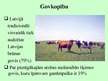 Prezentācija 'Lopkopība', 7.