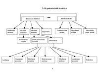 Biznesa plāns 'Organizācijas projektēšana', 6.