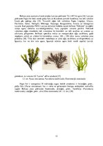 Diplomdarbs 'Vides parametru loma "Ulva intestinalis"
 kultivēšanā laboratorijas apstākļos', 15.