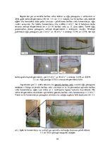 Diplomdarbs 'Vides parametru loma "Ulva intestinalis"
 kultivēšanā laboratorijas apstākļos', 44.