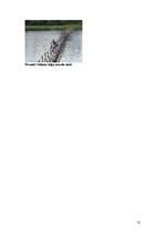 Referāts 'Vietas komplekss raksturojums - Salacgrīva', 12.