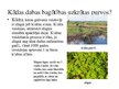 Prezentācija 'Sūnu purvs jeb augstais purvs', 3.