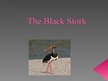 Prezentācija 'Lynx. Black Stork', 6.