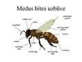 Prezentācija 'Medus bite', 3.