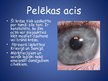 Prezentācija 'Acu krāsu nozīme', 5.