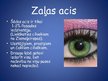 Prezentācija 'Acu krāsu nozīme', 8.