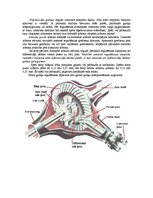 Konspekts 'Konisko zobratu galvenā pārvada daļēja izjaukšana un regulēšanas principi', 2.