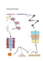 Konspekts 'Šķēršļu josla', 4.