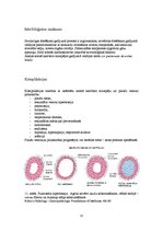 Konspekts 'Plaušu venozā hiperēmija (plaušu būnā indurācija)', 15.