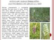 Prezentācija 'Desmit aizsargājamie augi un dzīvnieki Latvijā', 2.