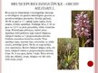 Prezentācija 'Desmit aizsargājamie augi un dzīvnieki Latvijā', 10.