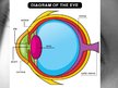 Prezentācija 'Anatomy of Eye', 2.