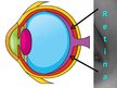 Prezentācija 'Anatomy of Eye', 10.