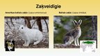 Prezentācija 'Taigas zīdītāji', 5.