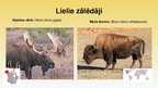 Prezentācija 'Taigas zīdītāji', 6.