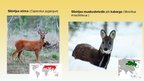Prezentācija 'Taigas zīdītāji', 7.