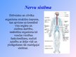 Prezentācija 'Nervu sistēma', 2.