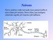 Prezentācija 'Nervu sistēma', 3.