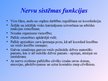 Prezentācija 'Nervu sistēma', 4.