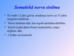 Prezentācija 'Nervu sistēma', 8.