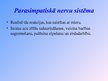 Prezentācija 'Nervu sistēma', 11.