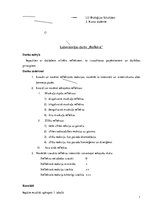 Paraugs 'Refleksi', 1.