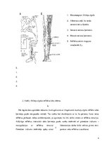 Paraugs 'Refleksi', 4.