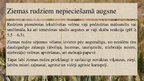 Prezentācija 'Ziemas rudzi, to vērtība un izmantošanas iespējas', 7.
