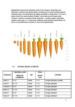 Konspekts 'Burkāni', 5.