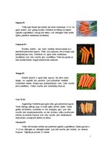 Konspekts 'Burkāni', 7.