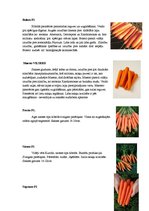 Konspekts 'Burkāni', 8.