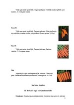 Konspekts 'Burkāni', 9.