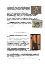 Konspekts 'Burkāni', 11.