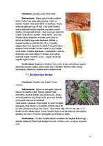 Konspekts 'Burkāni', 13.