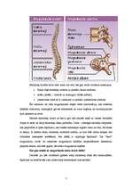 Referāts 'Vingrojumi muguras muskulatūras nostiprināšanai', 7.